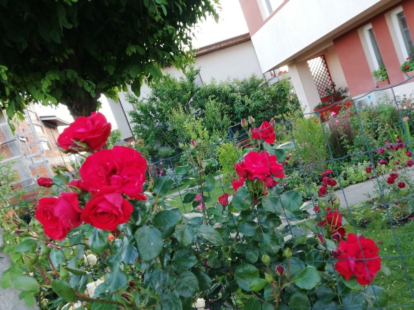  - Gradina sfârșit de mai 2020