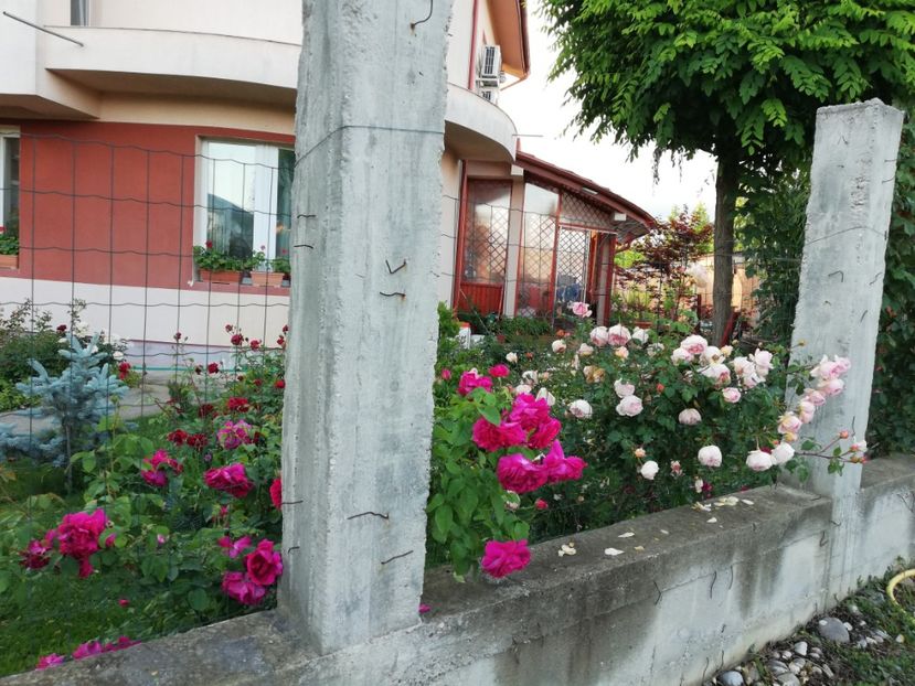  - Gradina sfârșit de mai 2020