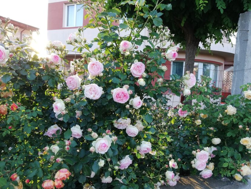  - Gradina sfârșit de mai 2020