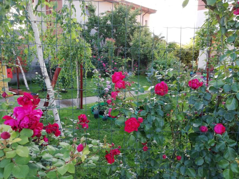  - Gradina sfârșit de mai 2020