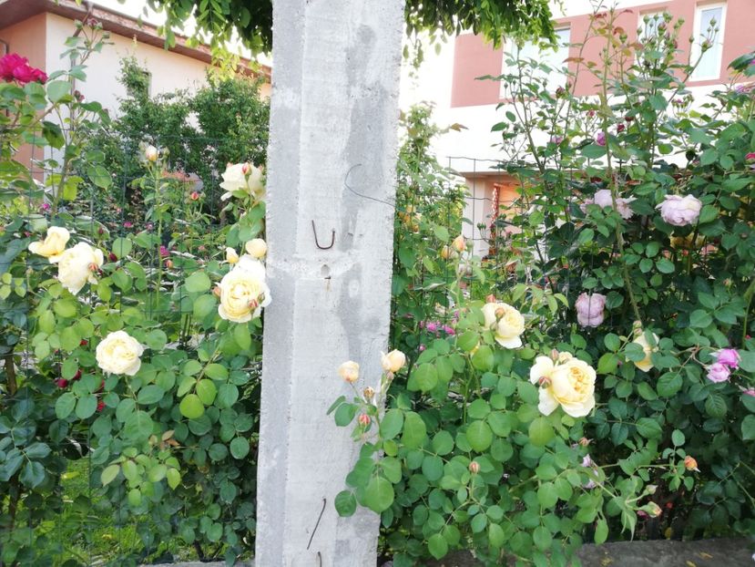  - Gradina sfârșit de mai 2020