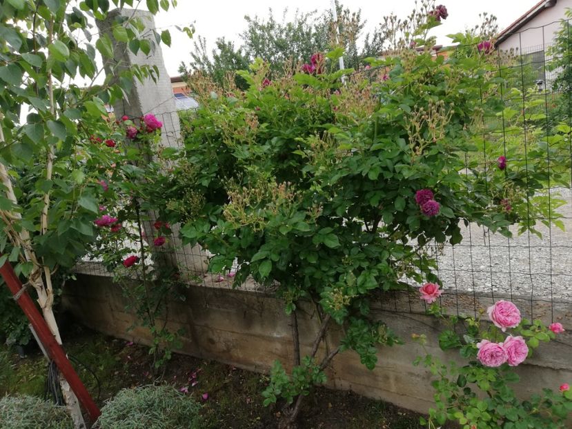  - Gradina sfârșit de mai 2020