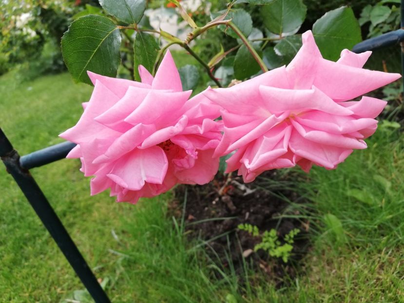  - Gradina sfârșit de mai 2020