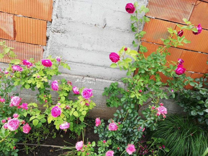  - Gradina sfârșit de mai 2020