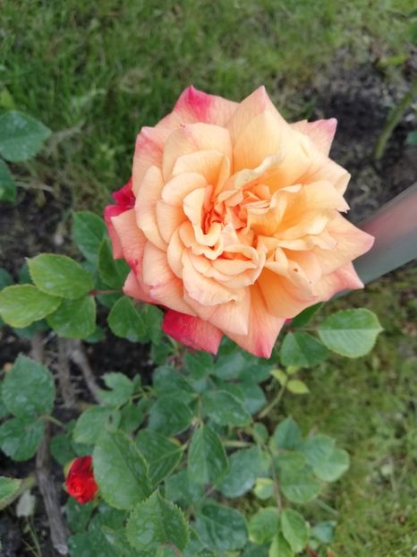  - Gradina sfârșit de mai 2020