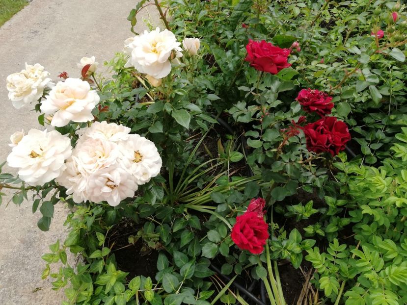  - Gradina sfârșit de mai 2020