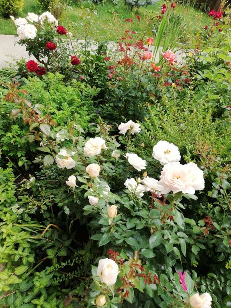  - Gradina sfârșit de mai 2020