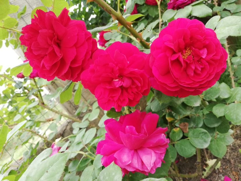  - Gradina sfârșit de mai 2020