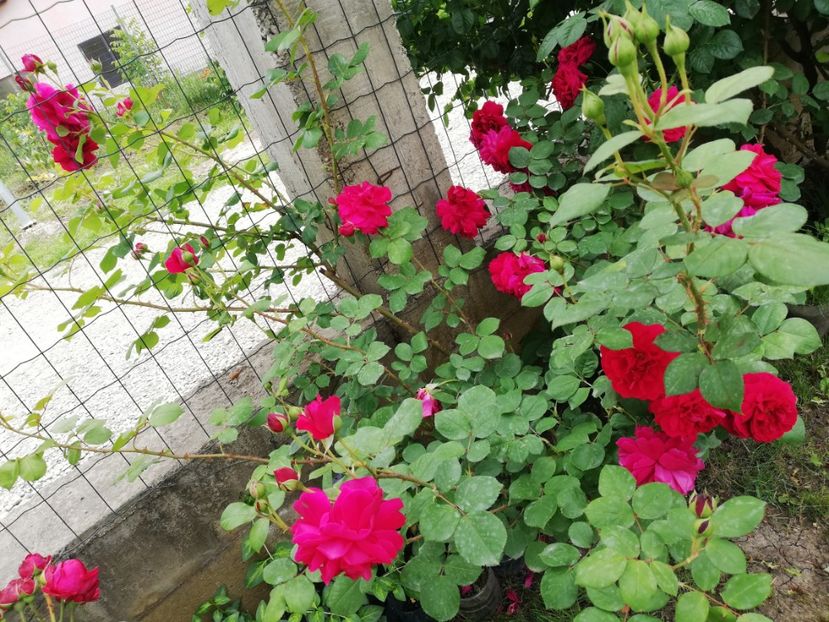  - Gradina sfârșit de mai 2020