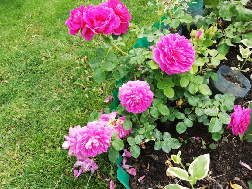  - Gradina sfârșit de mai 2020