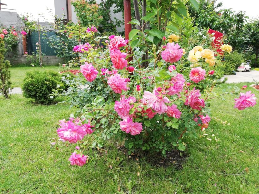  - Gradina sfârșit de mai 2020