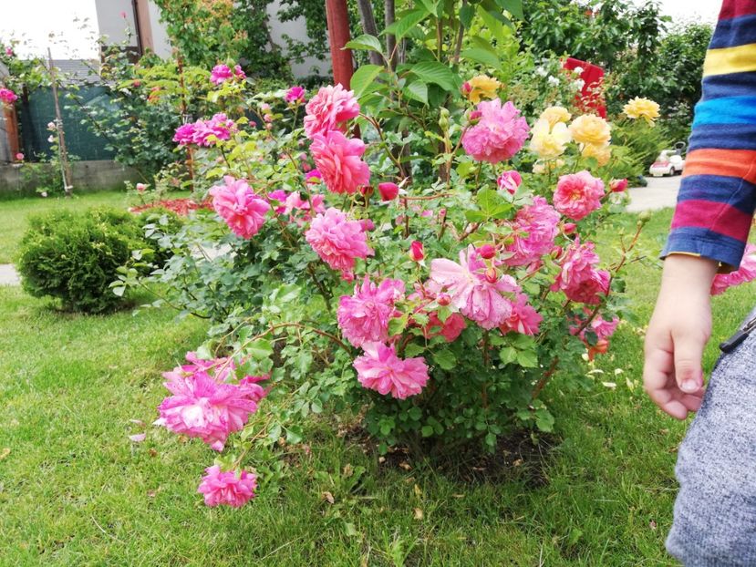  - Gradina sfârșit de mai 2020