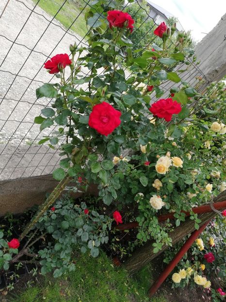  - Gradina sfârșit de mai 2020