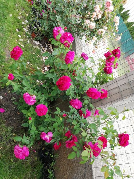  - Gradina sfârșit de mai 2020