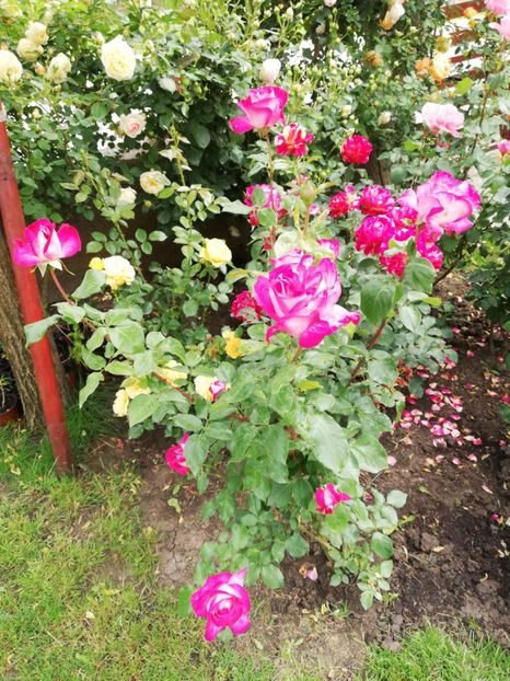  - Gradina sfârșit de mai 2020