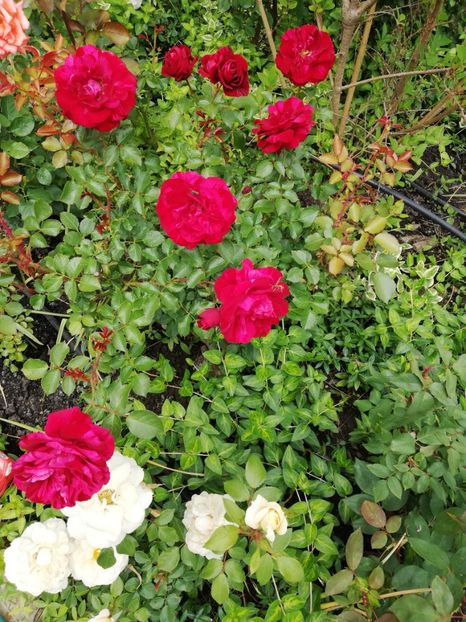  - Gradina sfârșit de mai 2020