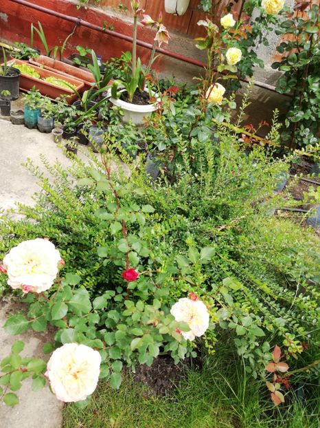  - Gradina sfârșit de mai 2020