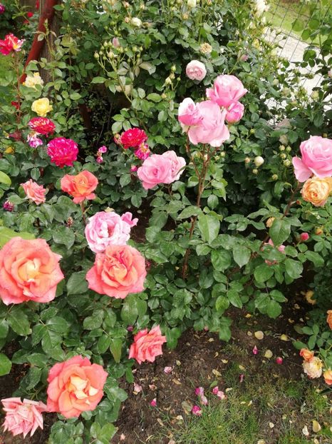  - Gradina sfârșit de mai 2020