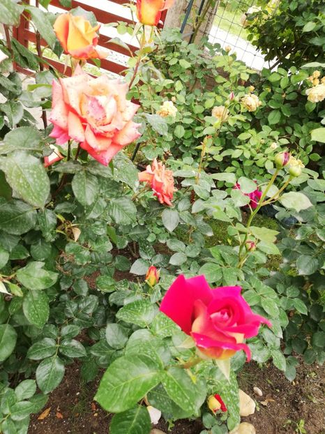  - Gradina sfârșit de mai 2020