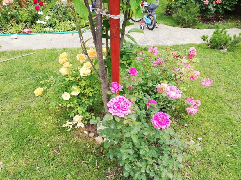  - Gradina sfârșit de mai 2020