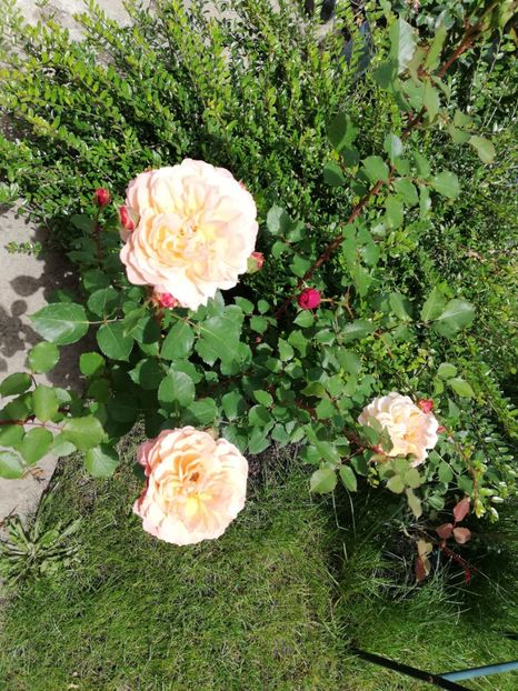  - Gradina sfârșit de mai 2020