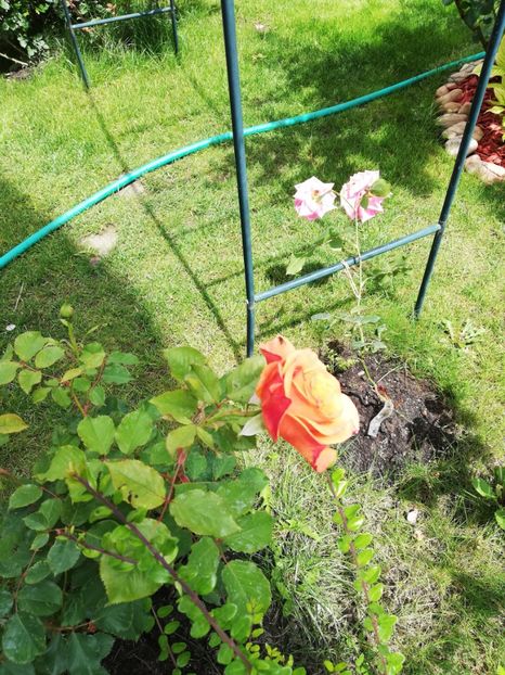  - Gradina sfârșit de mai 2020