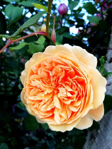  - Gradina sfârșit de mai 2020