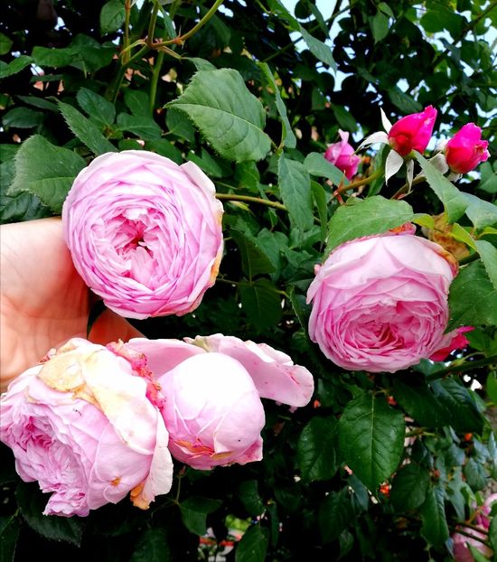  - Gradina sfârșit de mai 2020