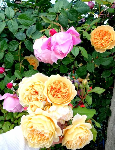  - Gradina sfârșit de mai 2020