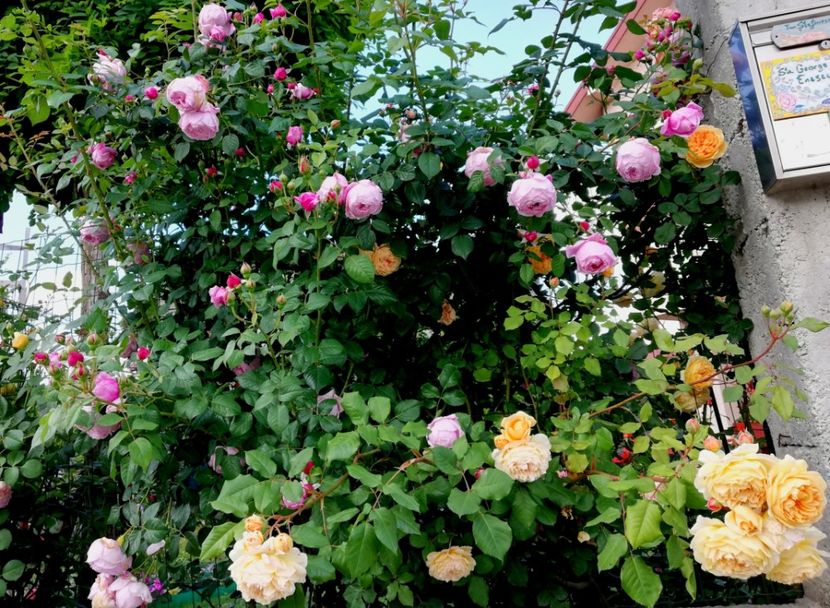  - Gradina sfârșit de mai 2020