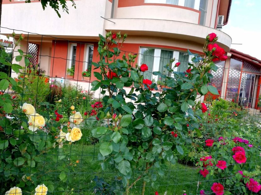  - Gradina sfârșit de mai 2020