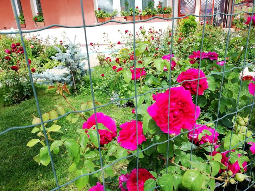  - Gradina sfârșit de mai 2020