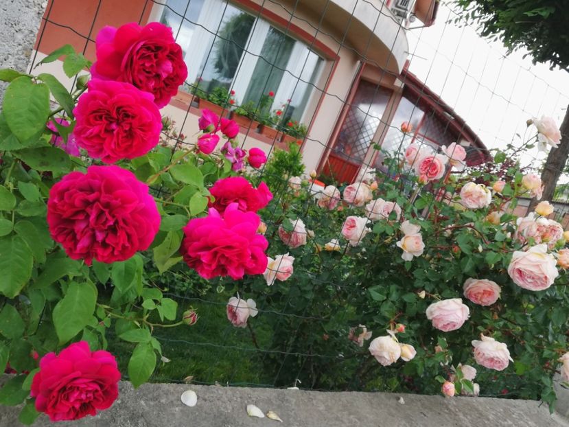  - Gradina sfârșit de mai 2020