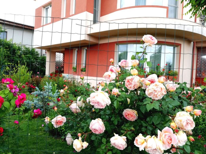  - Gradina sfârșit de mai 2020