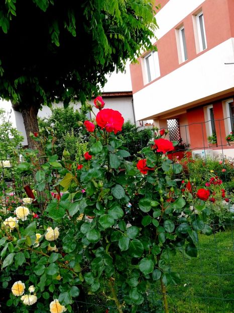  - Gradina sfârșit de mai 2020
