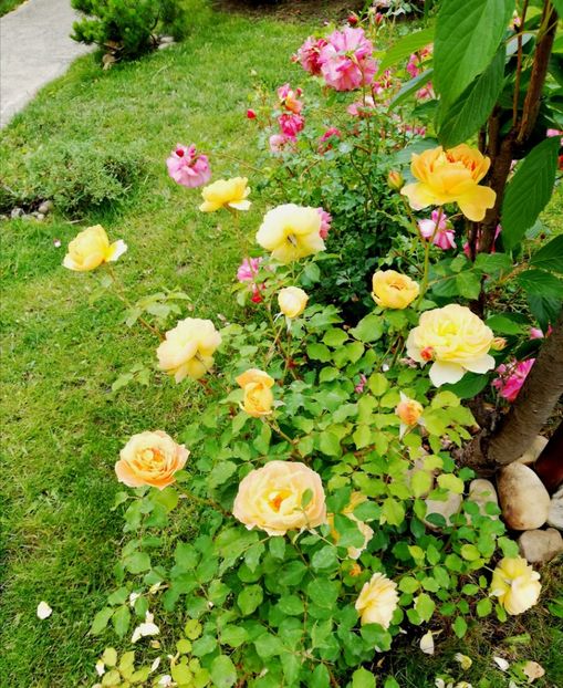  - Gradina sfârșit de mai 2020