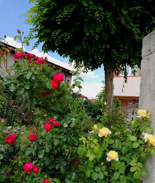  - Gradina sfârșit de mai 2020