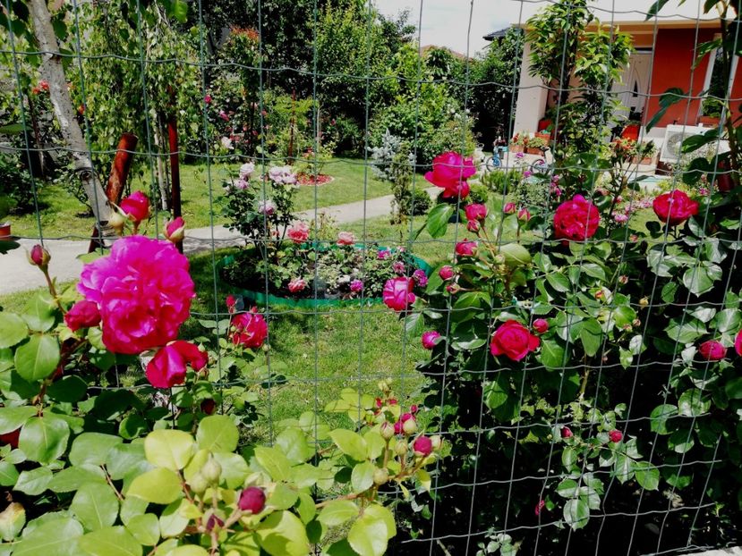  - Gradina sfârșit de mai 2020