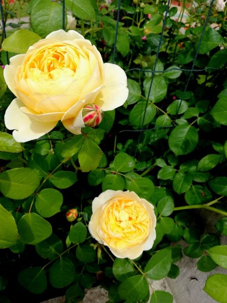  - Gradina sfârșit de mai 2020