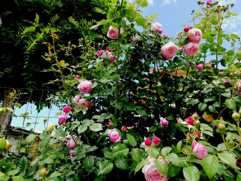  - Gradina sfârșit de mai 2020