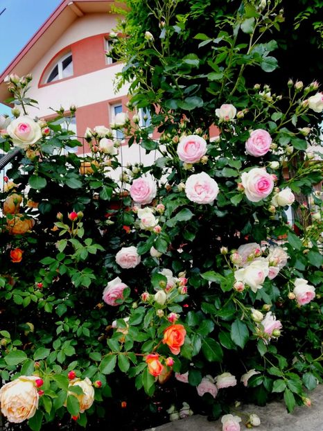  - Gradina sfârșit de mai 2020