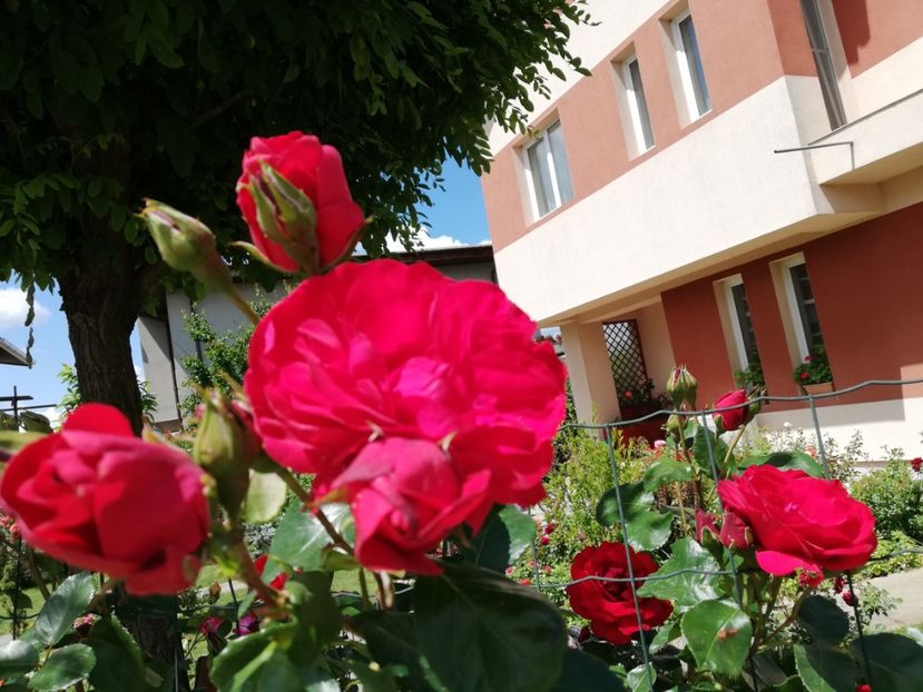  - Gradina sfârșit de mai 2020