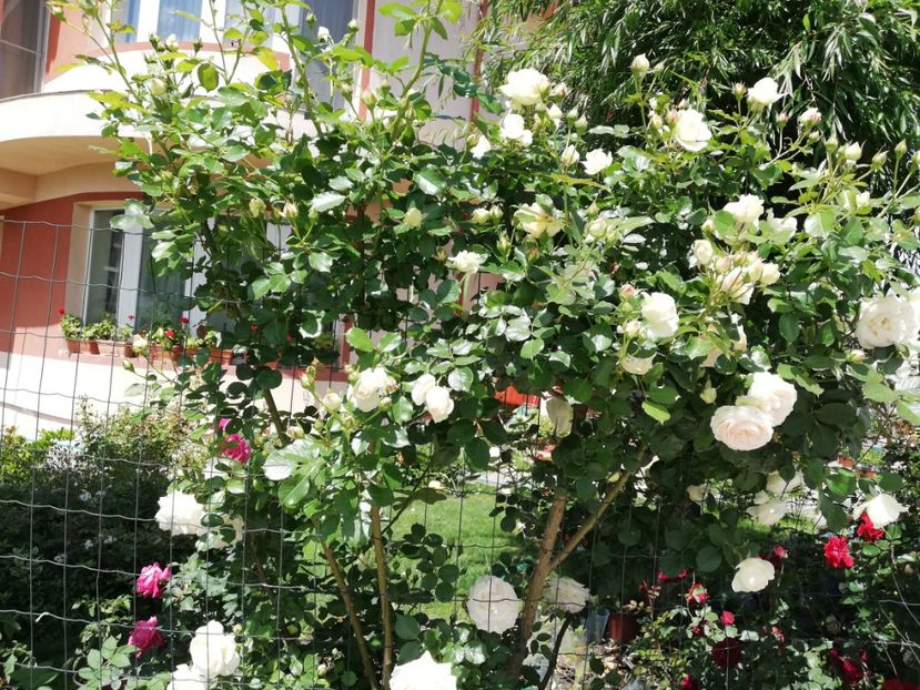  - Gradina sfârșit de mai 2020