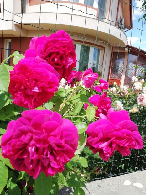  - Gradina sfârșit de mai 2020