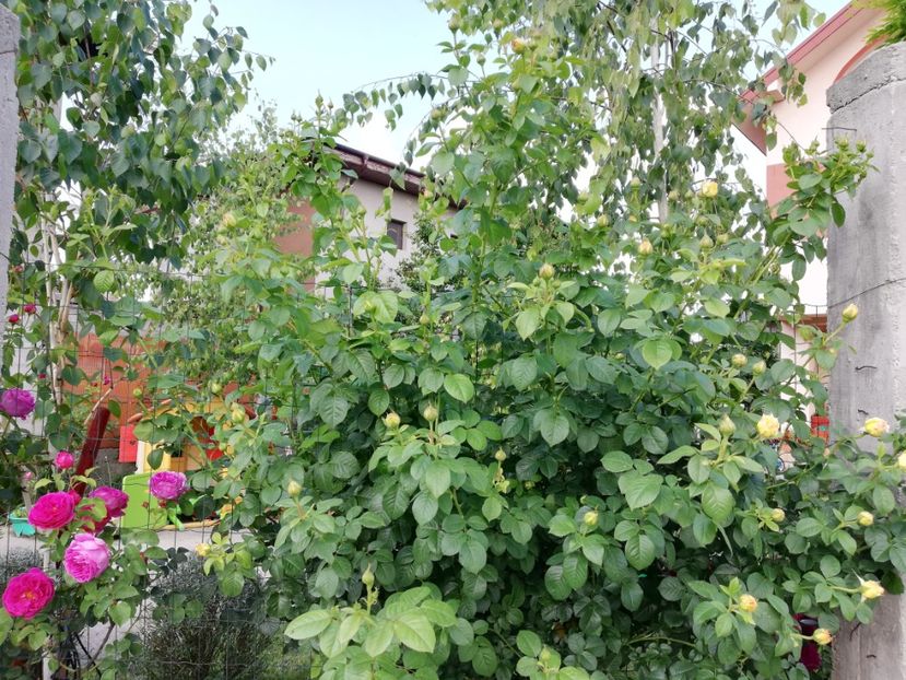  - Gradina sfârșit de mai 2020