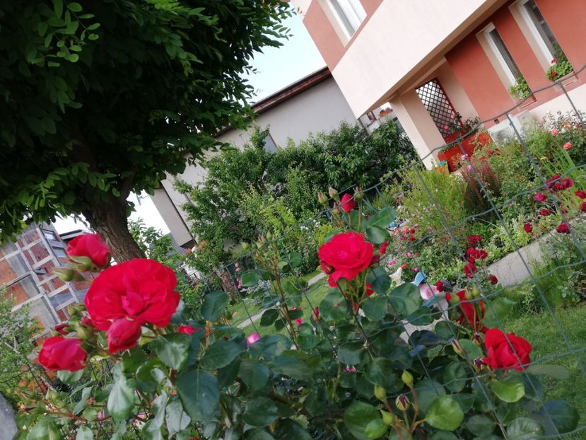  - Gradina sfârșit de mai 2020