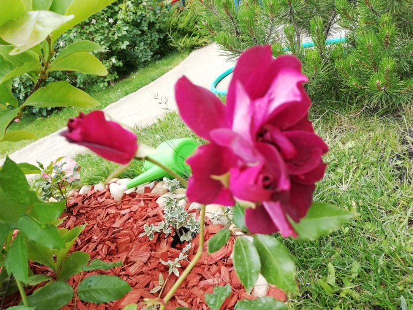  - Gradina sfârșit de mai 2020