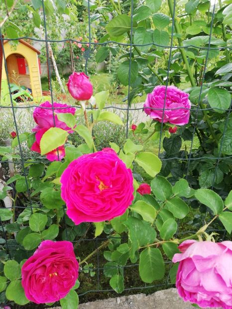  - Gradina sfârșit de mai 2020