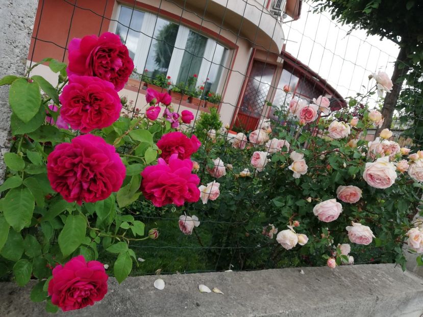  - Gradina sfârșit de mai 2020