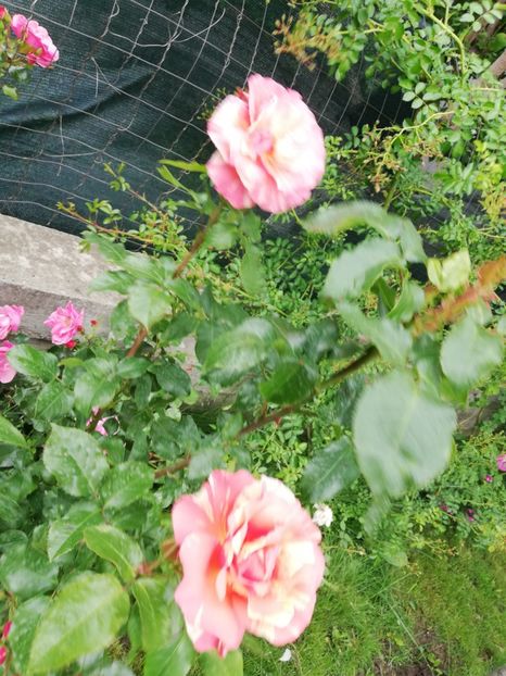  - Gradina sfârșit de mai 2020